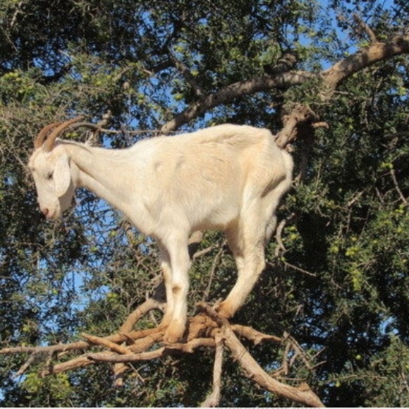 Meet your Posher, Rey - Picture 1 of 1